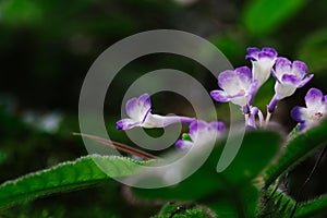 Closeup pattern of wild flower in nature agains shallow depth of field.