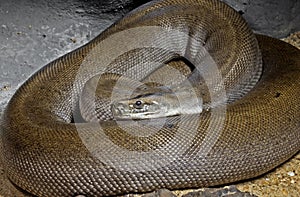 Patternless Green Burmese Python on Sand