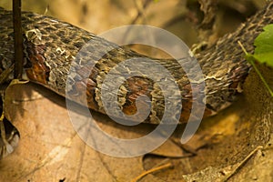 Closeup of patterns on a northern water snake in Connecticut