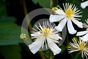 Closeup of paul farges (Clematis fargesioides) frowing in the garden photo