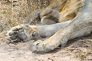 Closeup of the paw detail of a male lion lying down