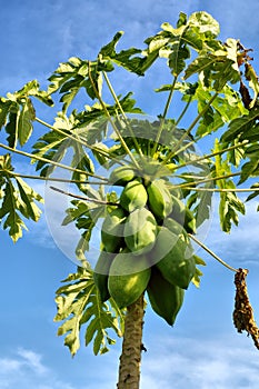 Closeup of pawpaw tree with fruits photo