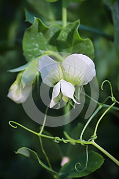 Closeup of a pea blossom above twisting tendrils