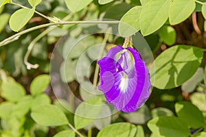 Closeup of pea flower in garden