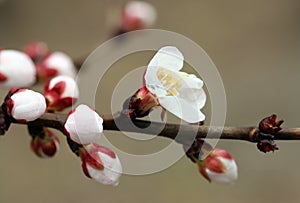 Closeup of peach blossom