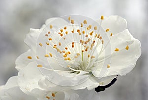 Closeup of peach blossom