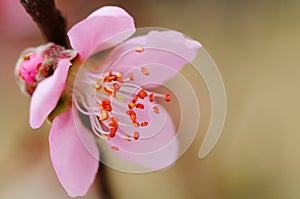 Closeup of peach blossom, nature, flower, garden, pink