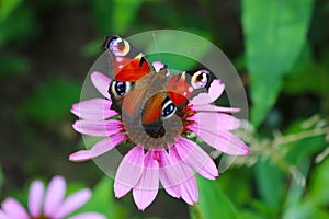 Closeup of peacock butterfly Inachis io with colorful wings on pink echinacea flower, coneflower. Blurred garden