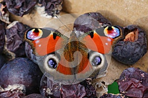 Closeup on Peacock butterfly , Inachis io, eating form rotten fruit