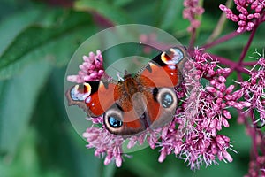 Closeup on Peacock butterfly , Inachis io, sipping nectar