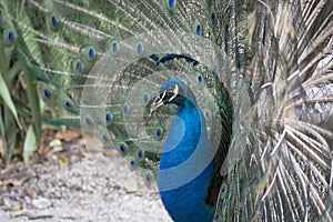 Closeup of a Peacock Displaying At a Flamingo Garden in Florida