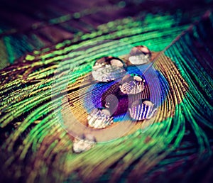 Closeup of peacock eye feather with water drops in vivid colors