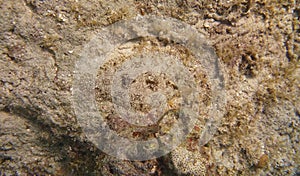 Closeup of a Peacock Flounder Bothus mancus