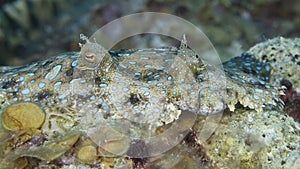 Closeup of a Peacock Flounder