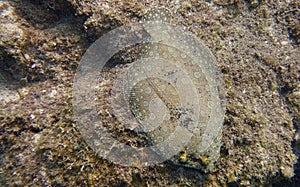 Closeup of a Peacock Flounder Bothus mancus