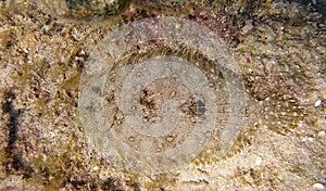 Closeup of a Peacock Flounder Bothus mancus