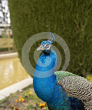 Closeup of a peacock with its blue head