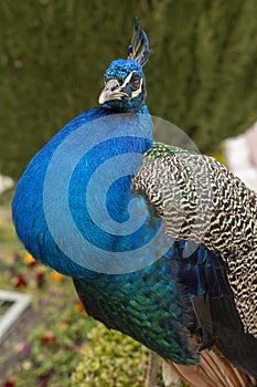 Closeup of a peacock with its blue head