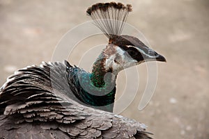 Closeup of a Peacock from Oklahoma City Zoo.