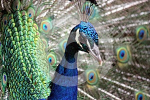 Closeup on peacock with plume in the background
