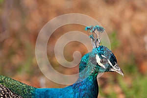 Closeup of peacock in warm retro look