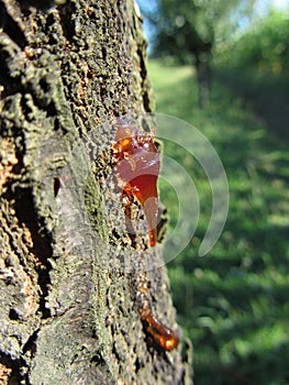 Closeup of pear tree excretion of gummy resin photo