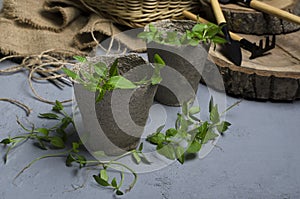 Closeup of peat pots, fresh green leaves, garden tools, wooden trays on the grey desk