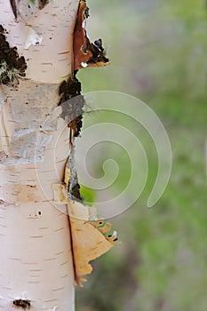 Closeup of Peeling Aspen Tree Trunk