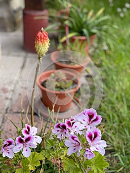 Closeup of Pelargonium crispum plants growing in a garden on a sunny day