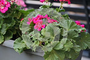 Closeup of pelargoniums in a flower box