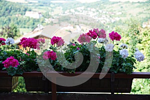 Closeup of pelargoniums in a flower box