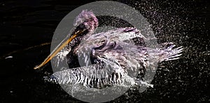 Closeup of a pelican bird flapping its wings and splashing water