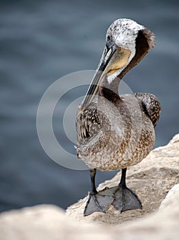 Closeup of a Pelican perched on a rocky outcropping