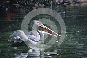 Closeup of a Pelikan swimming in a pond in sunlight