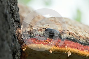 Peltis grossa on polypore photo