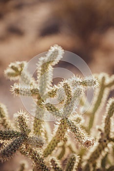 Closeup of a pencil cholla cactus Cylindropuntia leptocaulis