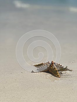 Closeup of a Pentaceraster on a white sand