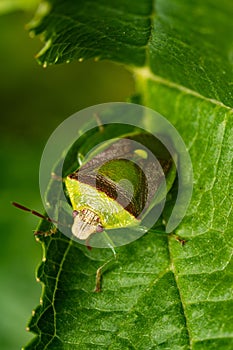 Closeup of a pentatomoidea insect on a leaf.