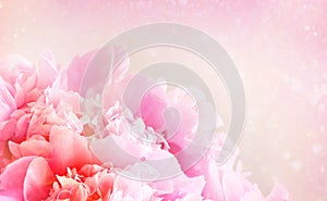 Closeup of peony flower on pastel background