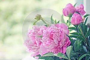 Closeup of peony flowers