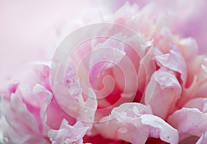 Closeup of peony flowers