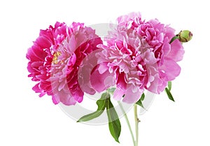 Closeup of peony flowers, fluffy pink peonies flowers, peony bunch in vase