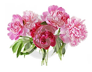 Closeup of peony flowers, fluffy pink peonies flowers, peony bunch in vase