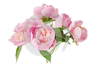 Closeup of peony flowers, fluffy pink peonies flowers, peony bunch in vase