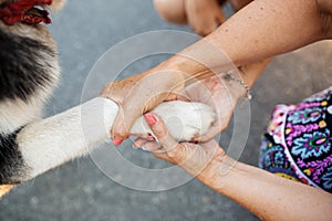 Closeup people hold hands of each other and dog paw
