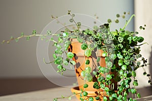 Closeup of Peperomia Prostrata - string of turtles houseplant in terracotta flower pot at home