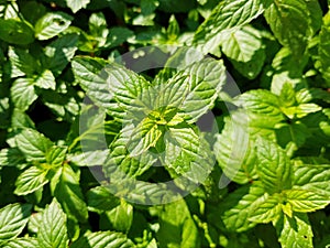 Closeup of Peppermint Mint Herb plant. Fresh peppermint leaves.