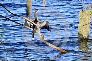 Closeup of perched Anhinga (Anhinga anhinga) drying its wings above surface of water