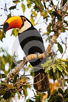 Closeup of Perched Wild Toco Toucan in Morning Light