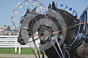 Closeup of Percheron Draft Horses at Country Fair